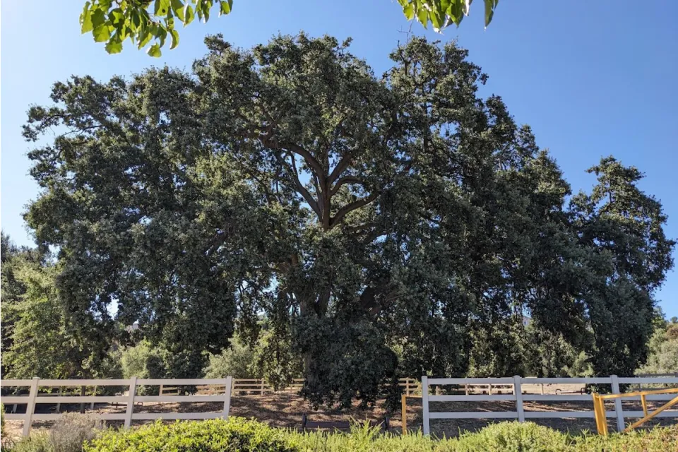 Large 400-year old oak tree in Stevenson Ranch, California.